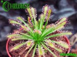 Rosiczka Drosera NEOCALEDONICA