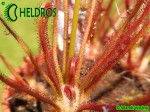 Rosiczka Drosera Filiformis RED