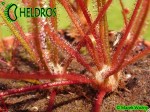 Rosiczka Drosera Filiformis RED