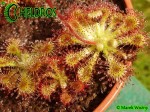 ROSICZKA Drosera SPATULATA Deniston West Coast, NZ