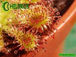 ROSICZKA Drosera SPATULATA Deniston West Coast, NZ