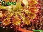ROSICZKA Drosera SPATULATA Deniston West Coast, NZ