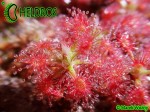 Drosera ROSEANA and gemmae