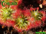 Drosera TRICHOCAULIS