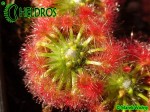 Drosera TRICHOCAULIS