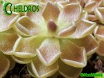 Pinguicula DEBBERTIANA
