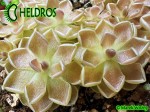 Pinguicula DEBBERTIANA