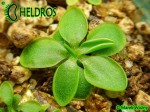 Tłustosz Pinguicula Orchidioides - Stolonifera