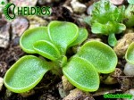 Tłustosz Pinguicula Orchidioides - Stolonifera