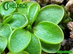 Tłustosz Pinguicula Orchidioides - Stolonifera