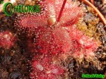 Rosiczka DROSERA TOMENTOSA var. GLABRATA. Serra da Canastra, Delfinópolis, Minas Gerais, Brasil