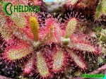 Rosiczka DROSERA TOMENTOSA var. GLABRATA. Serra da Canastra, Delfinópolis, Minas Gerais, Brasil