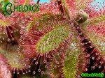 Rosiczka DROSERA TOMENTOSA var. GLABRATA. Serra da Canastra, Delfinópolis, Minas Gerais, Brasil