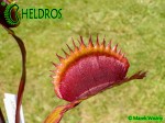 Muchołówka Dionaea AMTEBORUS - AMTEBOROUS