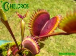 Muchołówka Dionaea AMTEBORUS - AMTEBOROUS