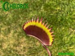 Muchołówka Dionaea AMTEBORUS - AMTEBOROUS