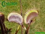 Muchołówka Dionaea AMTEBORUS - AMTEBOROUS
