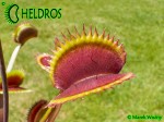 Muchołówka Dionaea AMTEBORUS - AMTEBOROUS