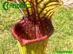 MK H354 Sarracenia x 'Tapestry' Kapturnica