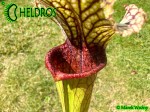 MK H354 Sarracenia x 'Tapestry' Kapturnica