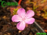 Drosera LASIANTHA gemmae