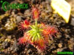 Drosera LASIANTHA gemmae