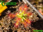 Drosera LASIANTHA gemmae