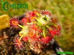 Drosera LASIANTHA gemmae