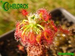 Drosera LASIANTHA gemmae
