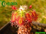 Drosera LASIANTHA gemmae
