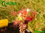 Drosera LASIANTHA gemmae