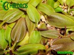 Tłustosz Pinguicula Parvifolia