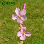 Rosiczka-Drosera-californica-California-Sunset