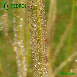 Rosiczka-Drosera-californica-California-Sunset