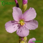 Rosiczka-Drosera-californica-California-Sunset
