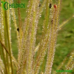Rosiczka-Drosera-californica-California-Sunset