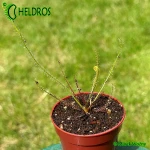 Rosiczka-Drosera-californica-California-Sunset