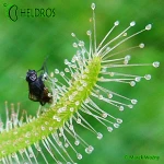 Rosiczka-Drosera-Capensis-Alba-Albino