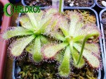 Rosiczka-Drosera-VENUSTA