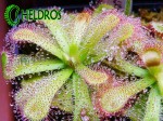 Rosiczka-Drosera-VENUSTA