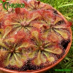 Rosiczka-Drosera-Spatulata-hybrid