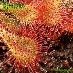 Rosiczka-Drosera-Spatulata-hybrid