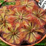 Rosiczka-Drosera-Spatulata-hybrid