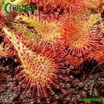 Rosiczka-Drosera-Spatulata-hybrid