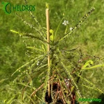 Rosiczka-Drosera-INDICA-complex