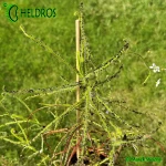 Rosiczka-Drosera-INDICA-complex