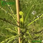 Rosiczka-Drosera-INDICA-complex