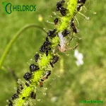 Rosiczka-Drosera-INDICA-complex