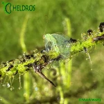 Rosiczka-Drosera-INDICA-complex