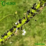 Rosiczka-Drosera-INDICA-complex